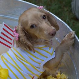 Stassi - Dachshund