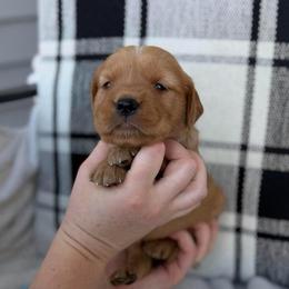 Female 1, Purple - Golden female Golden Retriever puppy in Utah from Deseret Peak Goldens