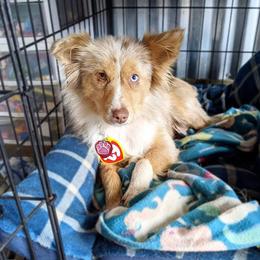 Jolene - Miniature Australian Shepherd