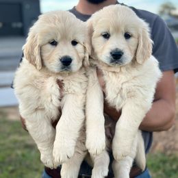 Bernese Mountain Dogs and Golden Retrievers from Gold Point Pups