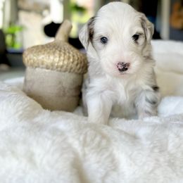 Old English Sheepdog and Sheepadoodle Puppies from The Great White Fluffalo