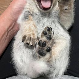 Australian Cattle Dogs from Willowbend Australian Cattle dogs