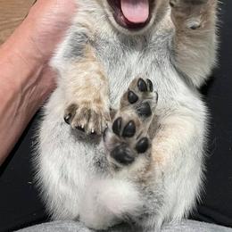 Australian Cattle Dogs from Willowbend Australian Cattle dogs