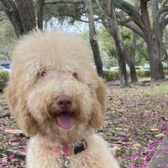 Goldendoodles from Snuggle Bear Doodles