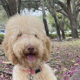 Goldendoodles from Snuggle Bear Doodles