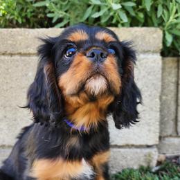Cavalier King Charles Spaniel Puppies from Above All Else Love