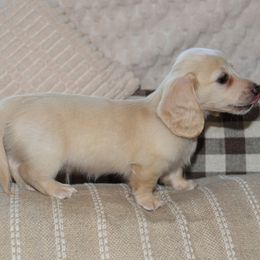 Casper - Cream male Dachshund puppy in Valley Springs, California from Renberg's Elite Dachshunds