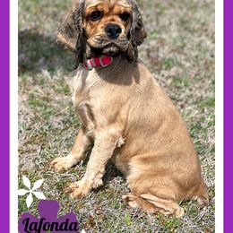 Lafonda - Cocker Spaniel