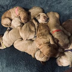 Double Doodle Puppies from COCKADOODLEPOO