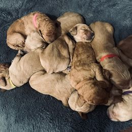 Double Doodle Puppies from COCKADOODLEPOO
