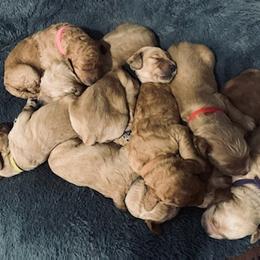 Double Doodle Puppies from COCKADOODLEPOO
