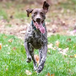 German Shorthaired Pointer All Grown Up from Windward German Shorthaired Pointers