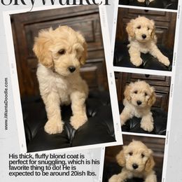 Goldendoodle Puppies from iWantaDoodle