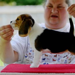 Beagle Puppies from Richmark Beagles