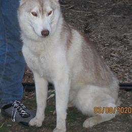 Schipperke and Siberian Husky Puppies from Yuki Ookami Show Kennel