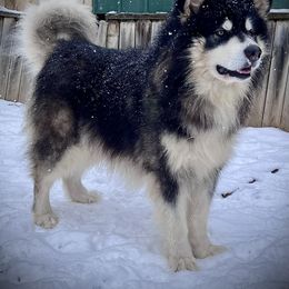 Roan - Alaskan Malamute