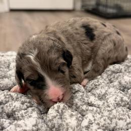 Gray - Merle male Sheepadoodle puppy in Fayette, Alabama from Luxapallila Sheepadoodles