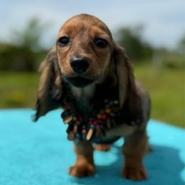 Fancy - Red female Dachshund puppy in Lincoln, Arkansas from Red Dirt Dachshunds