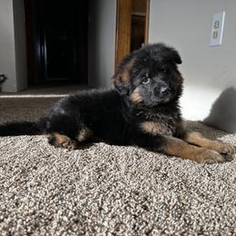 German Shepherd Puppies from S&S German Shepherds