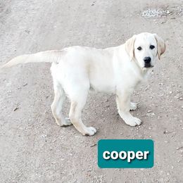 Labrador Retriever and Scottish Terrier Puppies from Stephanie Shelton's Labs and Scottish Terriers