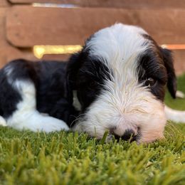 Sheepadoodle Puppies from Sunflower Family Farms
