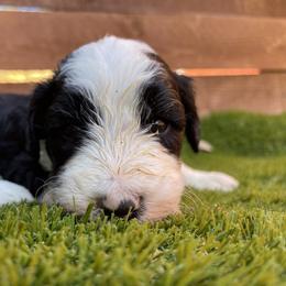 Sheepadoodle Puppies from Sunflower Family Farms