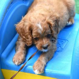 Red boy - Red male Cavapoo puppy in Waukesha, Wisconsin from Bernedoodle Boutique (and Cavapoos)