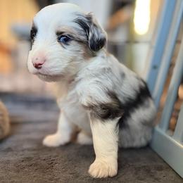 Hail - Blue merle male Miniature American Shepherd puppy in Phoenix, Arizona from Outlaw Minis