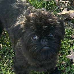 Cleo - Brussels Griffon