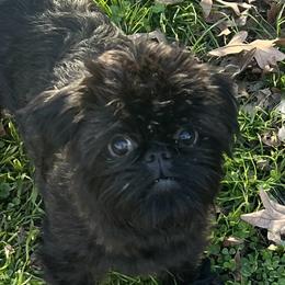 Cleo - Brussels Griffon