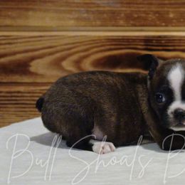 Jasmine - Brindle and white female Boston Terrier puppy in Lead Hill, Arkansas from Bull Shoals Bostons