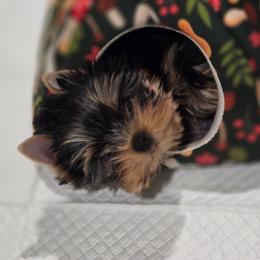 Toast - Black and tan male Yorkshire Terrier puppy in Grand Terrace, California from CLC SOUTHERN YORKIES