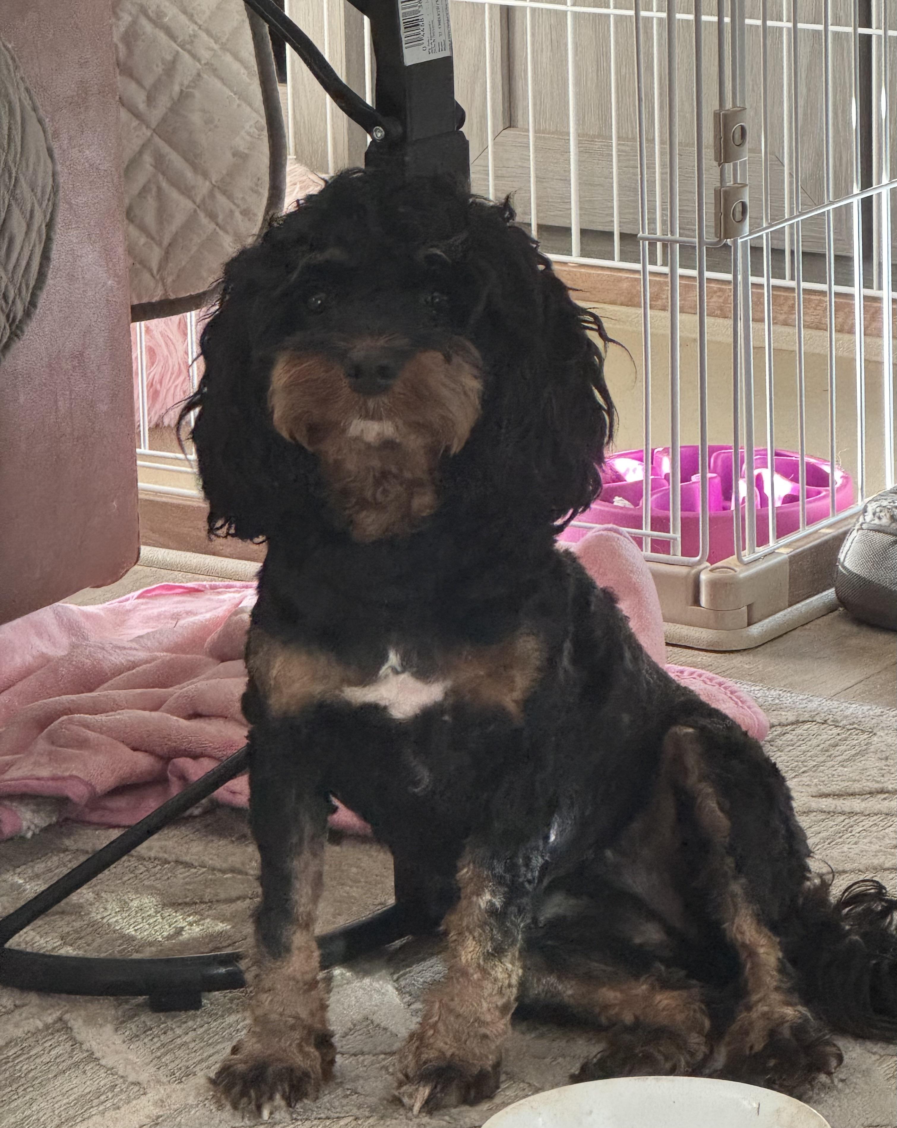 S and J Cavapoos in Texas | Cavapoo puppies | Good Dog