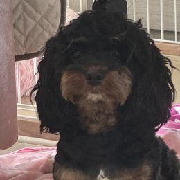 Cavapoos from Susan Worrell