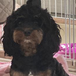 Cavapoos from Susan Worrell