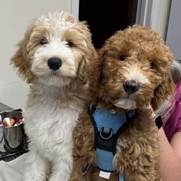 Goldendoodle and Poodle Puppies from CharleighRae Poodles and Doodles