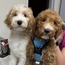 Goldendoodle and Poodle Puppies from CharleighRae Poodles and Doodles