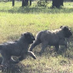 Bouvier des Flandres Puppies from Seasons of Joy Farm and Ranch