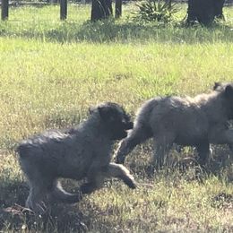 Bouvier des Flandres Puppies from Seasons of Joy Farm and Ranch