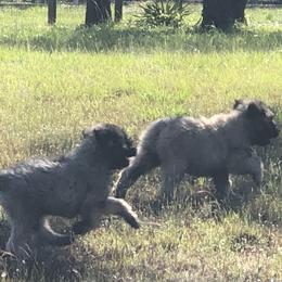 Bouvier des Flandres Puppies from Seasons of Joy Farm and Ranch