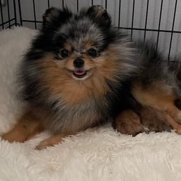 Pomeranians from Jayohh Poms