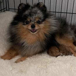 Pomeranians from Jayohh Poms