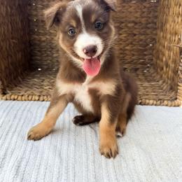 Cove - Red tri-color male Australian Shepherd puppy in Unionville, Iowa from Soap Creek Kennels