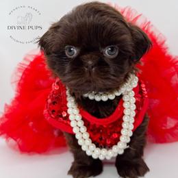 Dori - Liver female Shih Tzu puppy in League City, Texas from Divine Pups