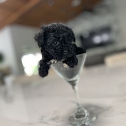 Cockapoo Puppies from Doodle Corner