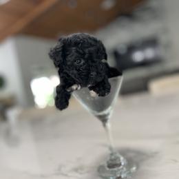 Cockapoo Puppies from Doodle Corner