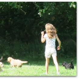Goldendoodle Puppies from COTTAGE DOODLES