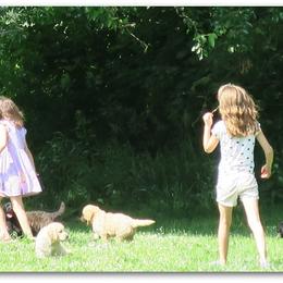 Goldendoodle Puppies from COTTAGE DOODLES