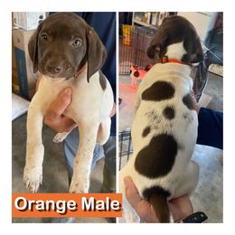 Orange collar - Liver and white male German Shorthaired Pointer puppy in Beaverdam, Virginia from Harts Hill Kennel