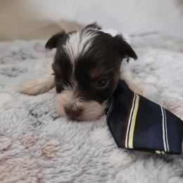 Boy 1 - Chocolate, tan and white male Yorkshire Terrier puppy in Bucyrus, Ohio from Dyer's Beauties